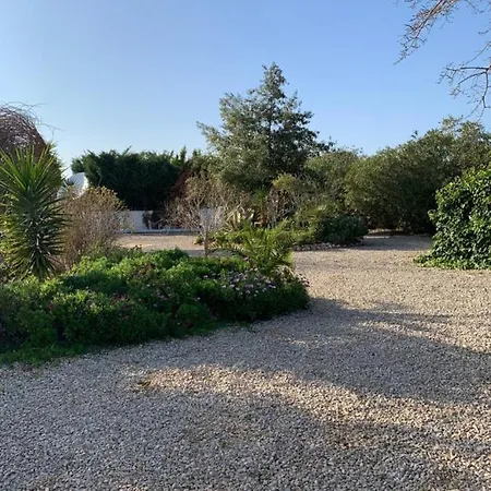 Lemon Tree 몬세라트