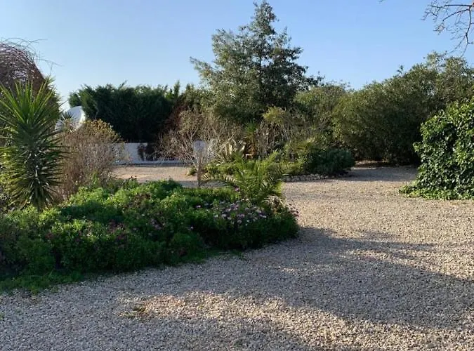 Lemon Tree Monserrat