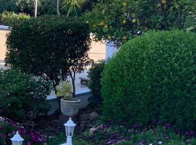 Lemon Tree